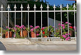 images/Europe/Croatia/Milna/Flowers/flowers-n-white-iron-fence.jpg