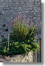 images/Europe/Croatia/Milna/Flowers/flowers-on-stone-wall.jpg