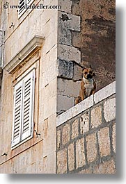 images/Europe/Croatia/Milna/Misc/dog-on-ledge-2.jpg
