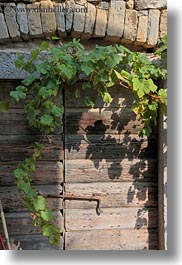 images/Europe/Croatia/Misc/ivy-n-old-wood-door.jpg