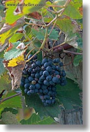 images/Europe/Croatia/Misc/red-grapes.jpg