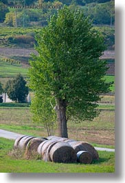 images/Europe/Croatia/Motovun/Scenics/hay-bales-n-tree-2.jpg