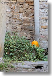 images/Europe/Croatia/Motovun/Town/pumpkin-n-plants-1.jpg