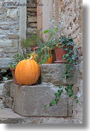 images/Europe/Croatia/Motovun/Town/pumpkin-n-plants-2.jpg