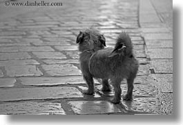 images/Europe/Croatia/Porec/small-dog-n-marble-sidewalk-bw.jpg