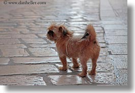 images/Europe/Croatia/Porec/small-dog-n-marble-sidewalk.jpg