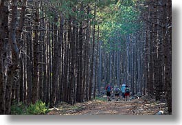 images/Europe/Croatia/Rab/Hiking/hiking-in-pine-forest-05.jpg
