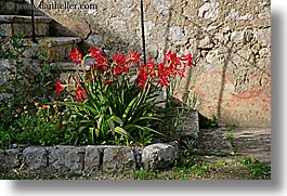 images/Europe/Croatia/Sipan/Flowers/amaryllis-1.jpg