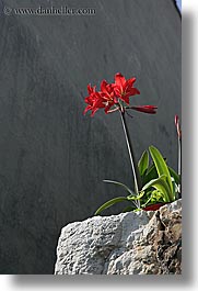 images/Europe/Croatia/Sipan/Flowers/amaryllis-3.jpg