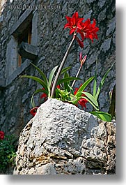 images/Europe/Croatia/Sipan/Flowers/amaryllis-4.jpg