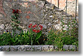 images/Europe/Croatia/Sipan/Flowers/amaryllis-6.jpg