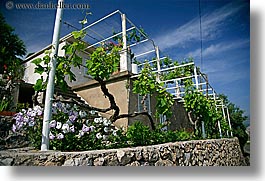 images/Europe/Croatia/Sipan/Flowers/grape_vines-n-flowers.jpg