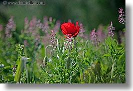 images/Europe/Croatia/Sipan/Flowers/red-poppy.jpg