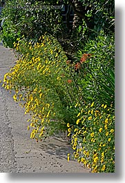 images/Europe/Croatia/Sipan/Flowers/yellow-flowers.jpg