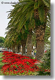 images/Europe/Croatia/Split/Misc/flowers-n-palm_trees.jpg