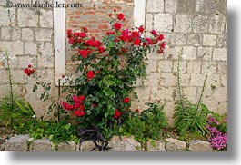 images/Europe/Croatia/Trogir/Flowers/flowers-3.jpg