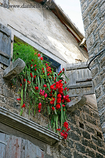 window-n-flowers-7.jpg