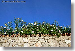 images/Europe/Croatia/Ugljan/wall-n-roses-01.jpg