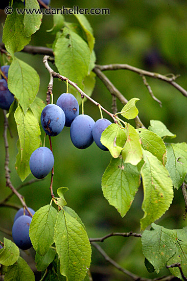 plum-tree.jpg