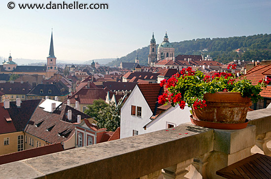 cityscape-geraniums.jpg