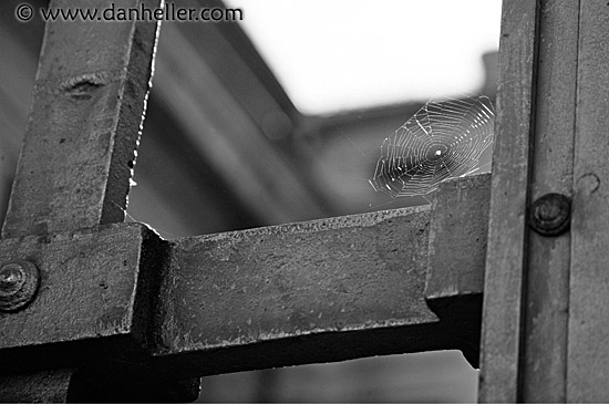 spider-web-bw.jpg