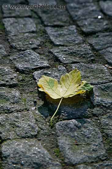 clobblestone-green-leaf.jpg