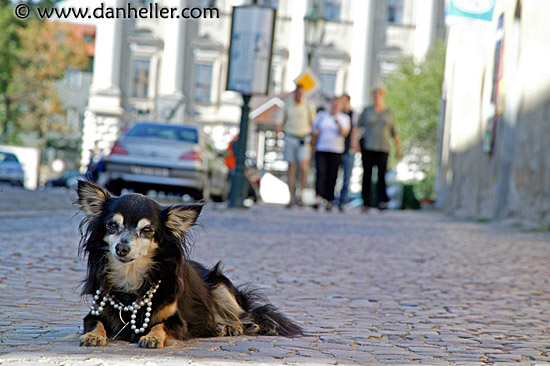 papillon-like-dog-1.jpg