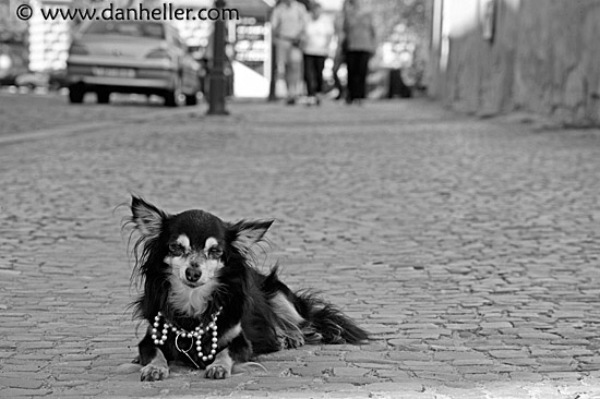 papillon-like-dog-2-bw.jpg