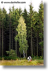 images/Europe/CzechRepublic/SumavaForest/birch-hiking.jpg