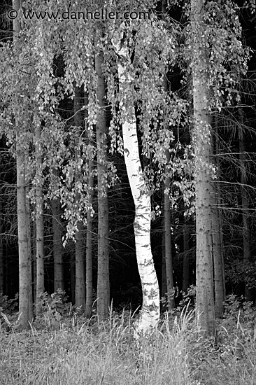 birch-tree-bw.jpg