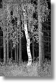 birch, black and white, czech republic, europe, sumava forest, trees, vertical, photograph