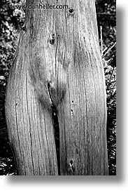 images/Europe/CzechRepublic/SumavaForest/female-tree.jpg
