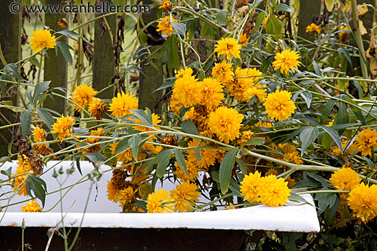 flowers-in-tub-2.jpg