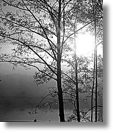 images/Europe/CzechRepublic/SumavaForest/foggy-trees-1.jpg