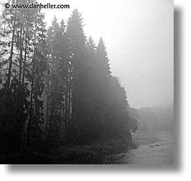 czech republic, europe, foggy, square format, sumava forest, trees, photograph