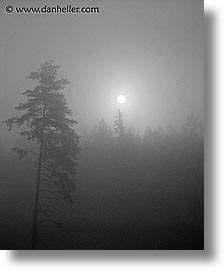 images/Europe/CzechRepublic/SumavaForest/foggy-trees-4.jpg