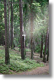 images/Europe/CzechRepublic/SumavaForest/jesus-tree-3.jpg