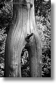 images/Europe/CzechRepublic/SumavaForest/male-tree.jpg