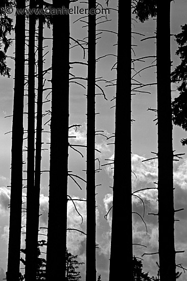 spikey-trees-bw.jpg