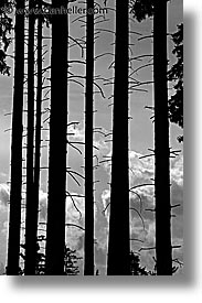 black and white, czech republic, europe, spikey, sumava forest, trees, vertical, photograph
