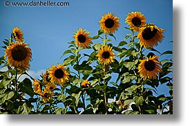 images/Europe/CzechRepublic/SumavaForest/sunflowers-2.jpg