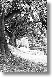 images/Europe/CzechRepublic/SumavaForest/under-trees-3.jpg