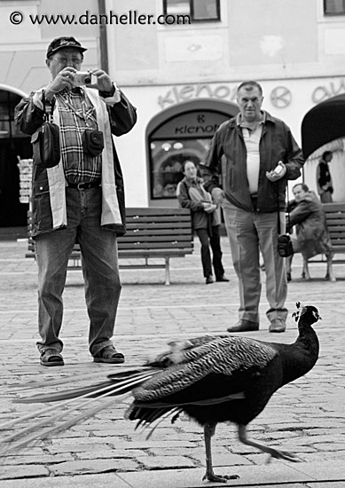 peacock-4-bw.jpg