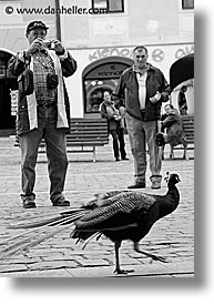 images/Europe/CzechRepublic/Trebon/peacock-4-bw.jpg