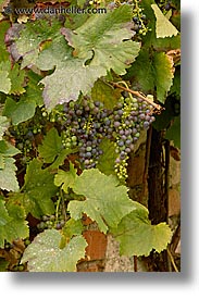 images/Europe/CzechRepublic/Valtice/red-grapes-5.jpg