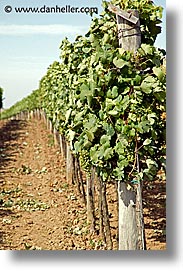 images/Europe/CzechRepublic/Valtice/white-grapes-1.jpg