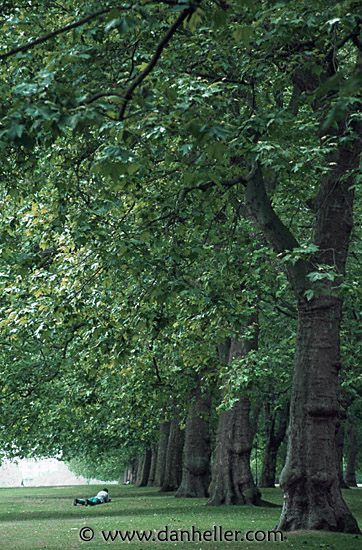 hyde-park-trees-2.jpg