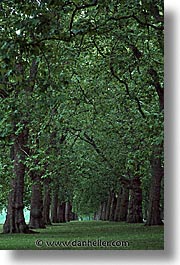 images/Europe/England/London/HydePark/hyde-park-trees-3.jpg