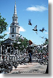 images/Europe/England/London/Trafalgar/Pigeons/the-birds-2.jpg