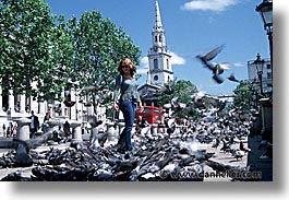 images/Europe/England/London/Trafalgar/Pigeons/the-birds-4.jpg